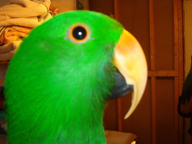 beak and nail trim