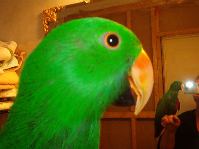 beak and nail trim