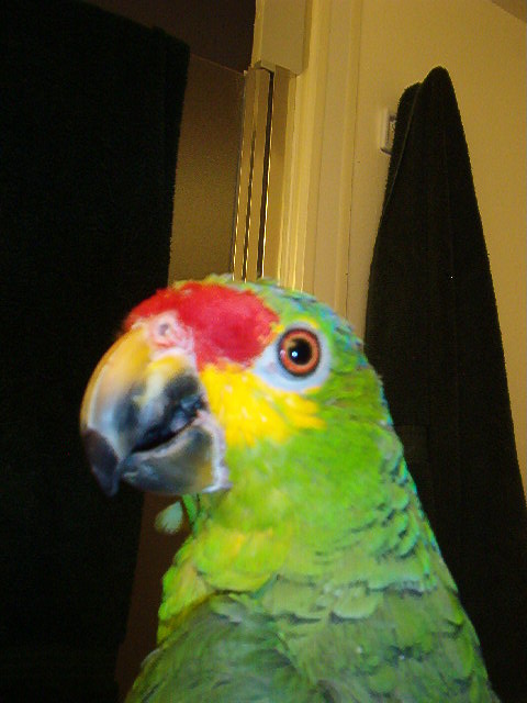 beak and nail trim